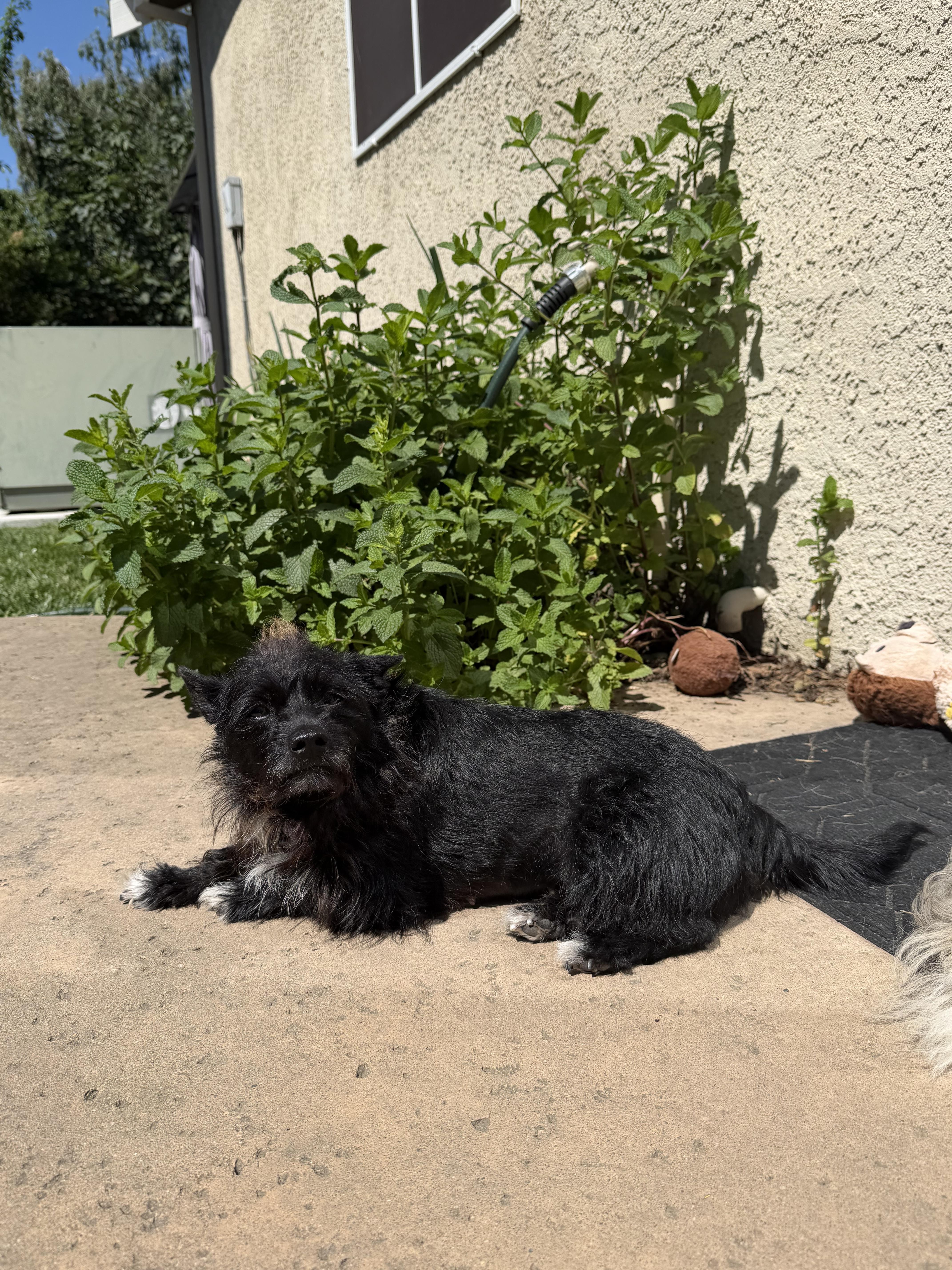 Cali, a Adoptable mixed breed in Fremont, CA image 3/5