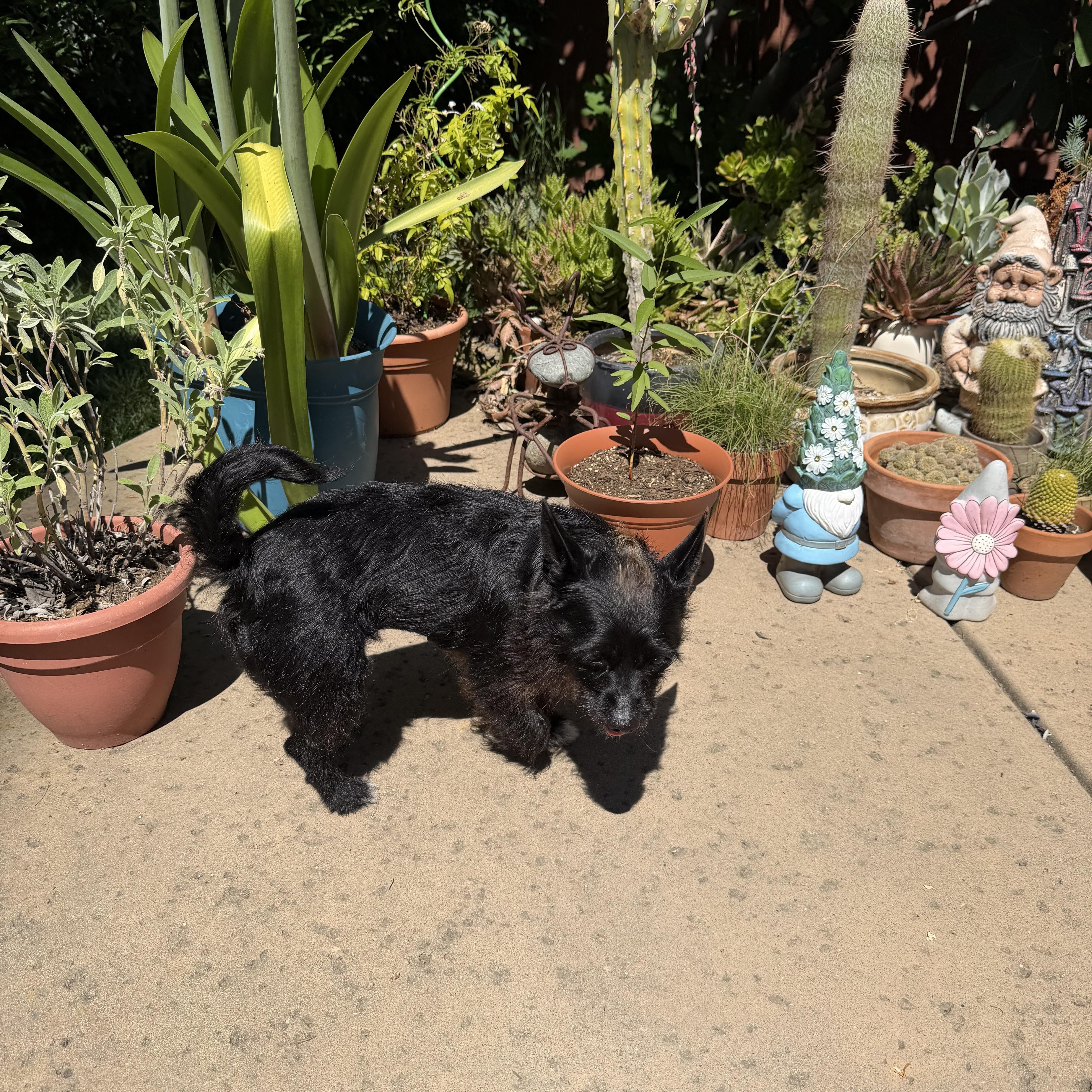 Cali, a Adoptable mixed breed in Fremont, CA image 4/5