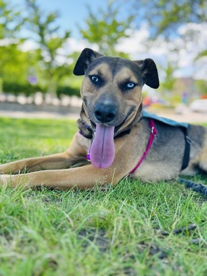 Archie, Adoptable, Adult Male Mixed Breed & Mixed Breed.