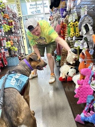 Enlarge Archie, a Adoptable mixed breed in Westland, MI image 2/3