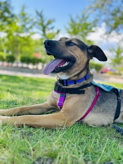 Enlarge Archie, a Adoptable mixed breed in Westland, MI image 3/3