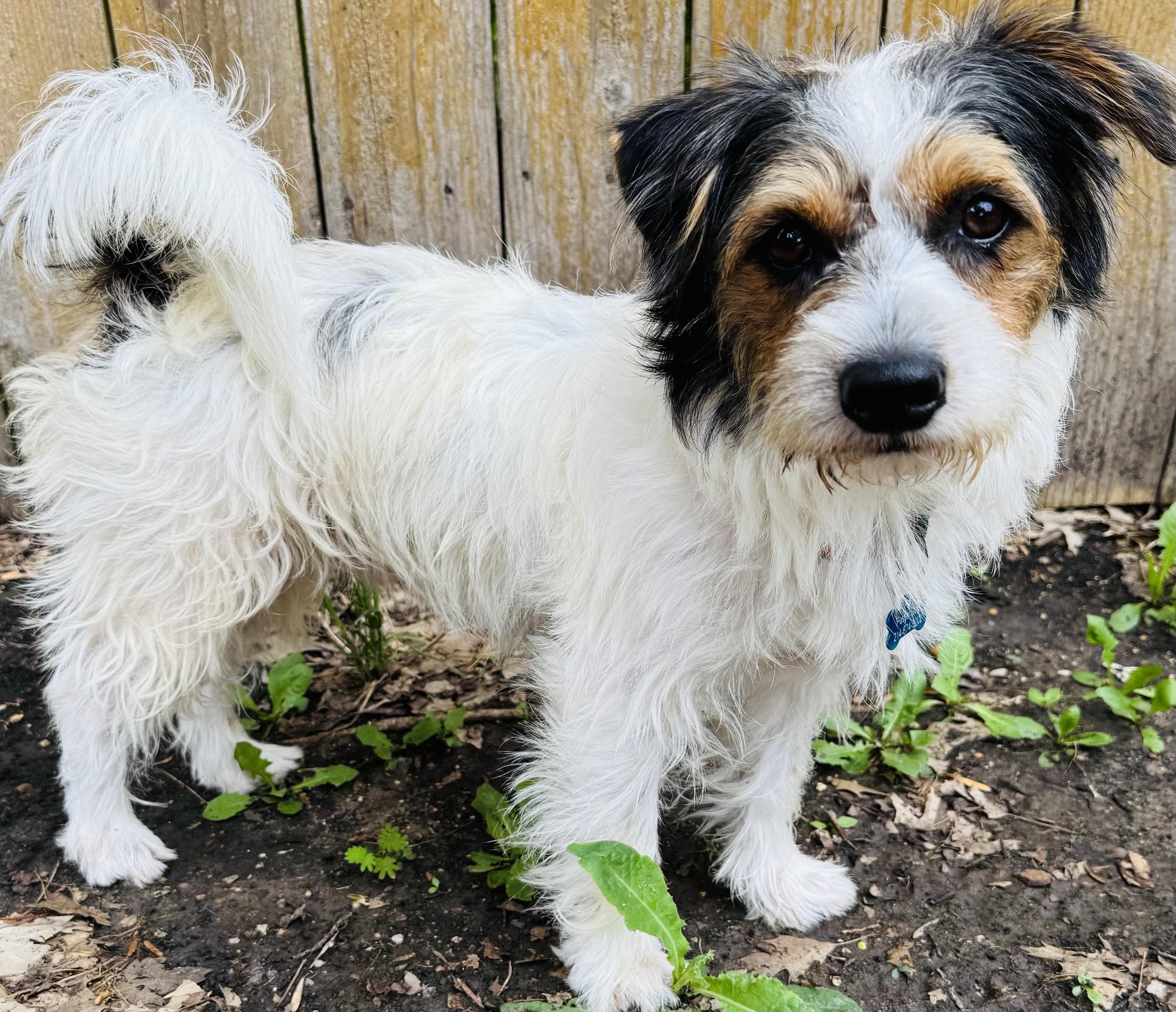 Snoopy, an adoptable Morkie in Dallas, TX, 75214 | Photo Image 1