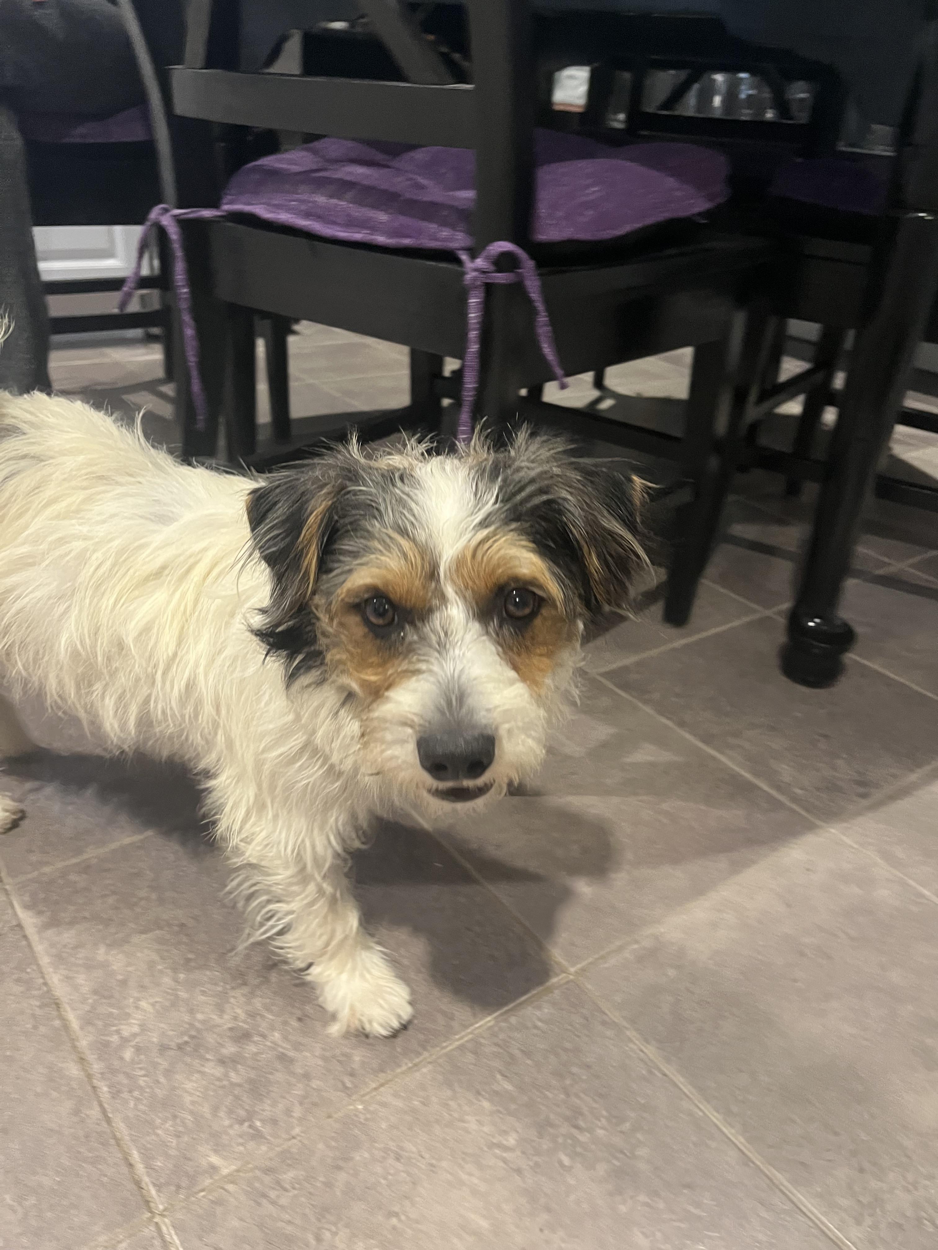 Snoopy, an adoptable Morkie in Dallas, TX, 75214 | Photo Image 4