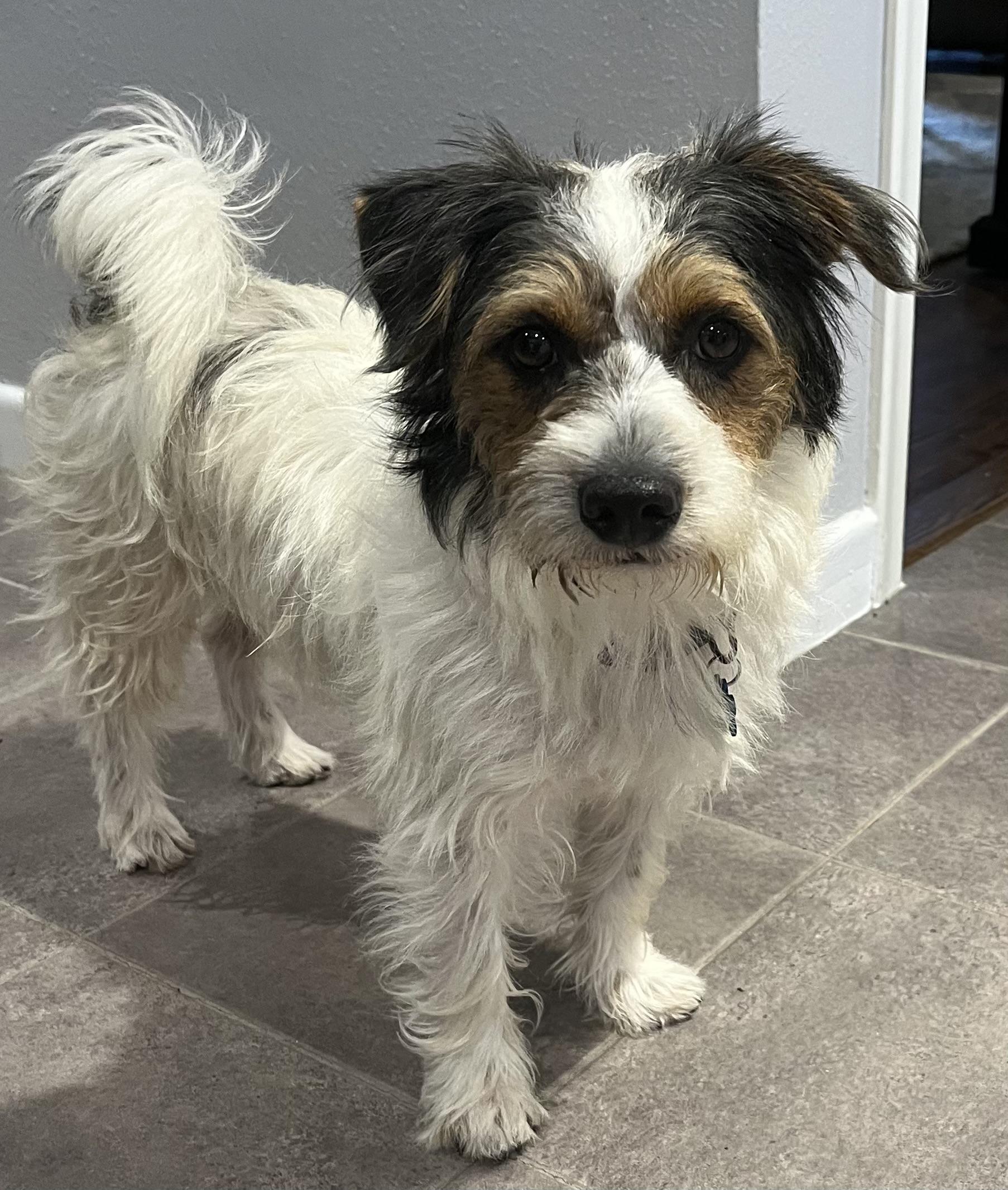 Snoopy, an adoptable Morkie in Dallas, TX, 75214 | Photo Image 3
