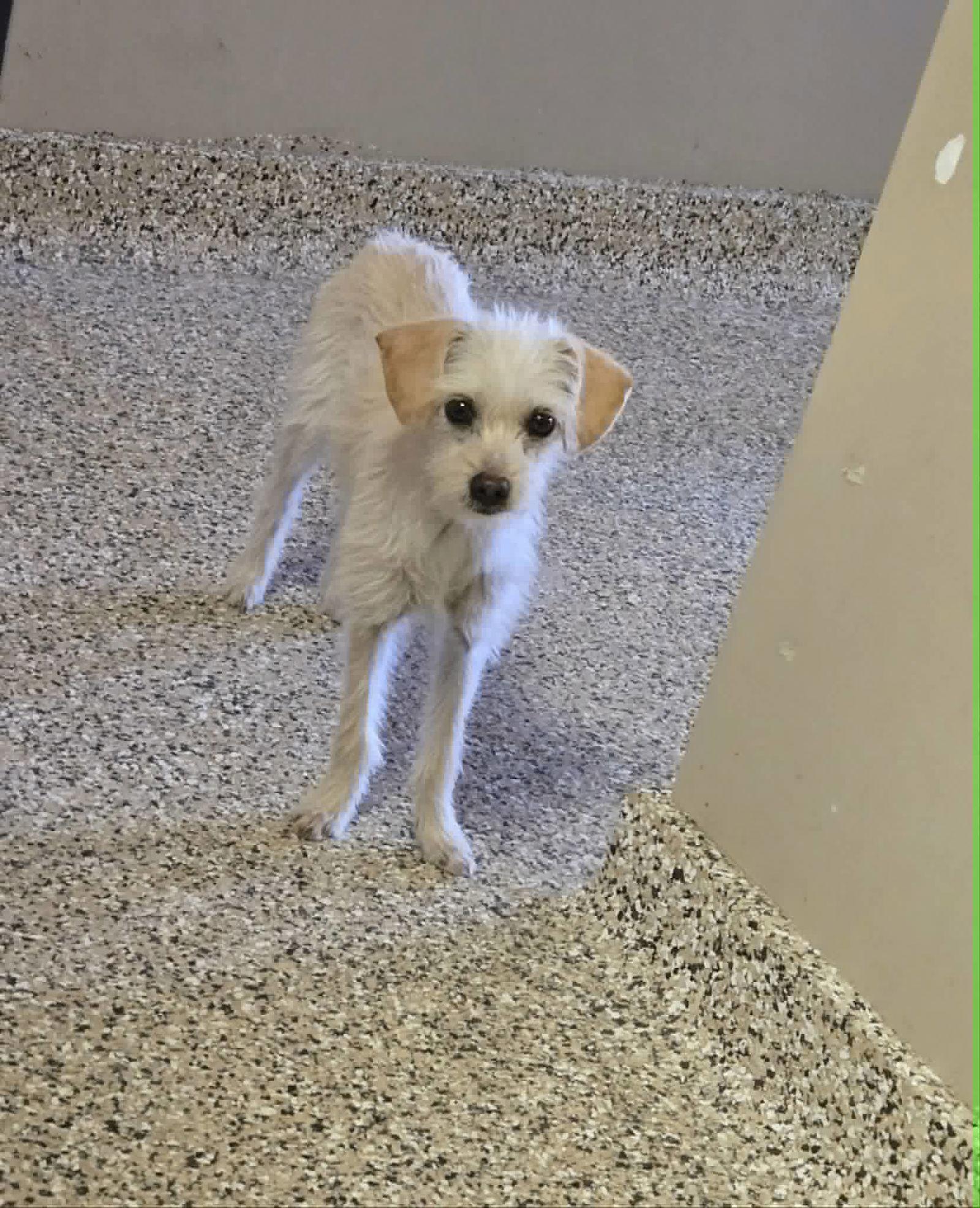 Mia, Adopted, Young Female Terrier & Chihuahua.