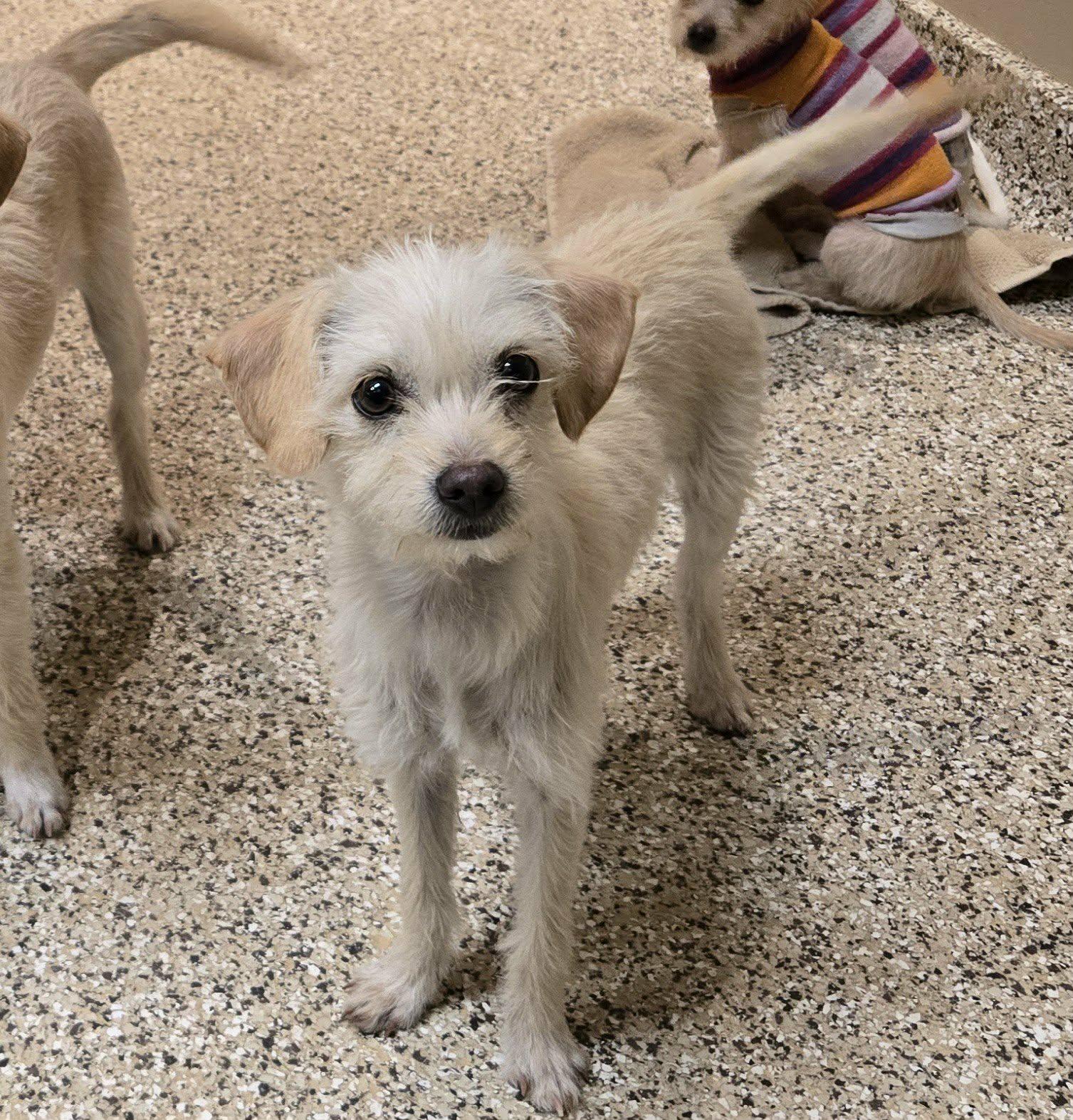 Enlarge Mia, a Adopted mixed breed in Castle Rock, CO image 2/3