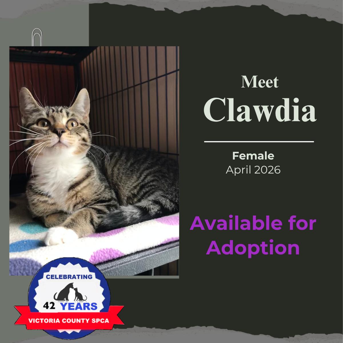 Enlarge Clawdia, a Adopted Domestic Short Hair in Arthurette, NB image 1/1