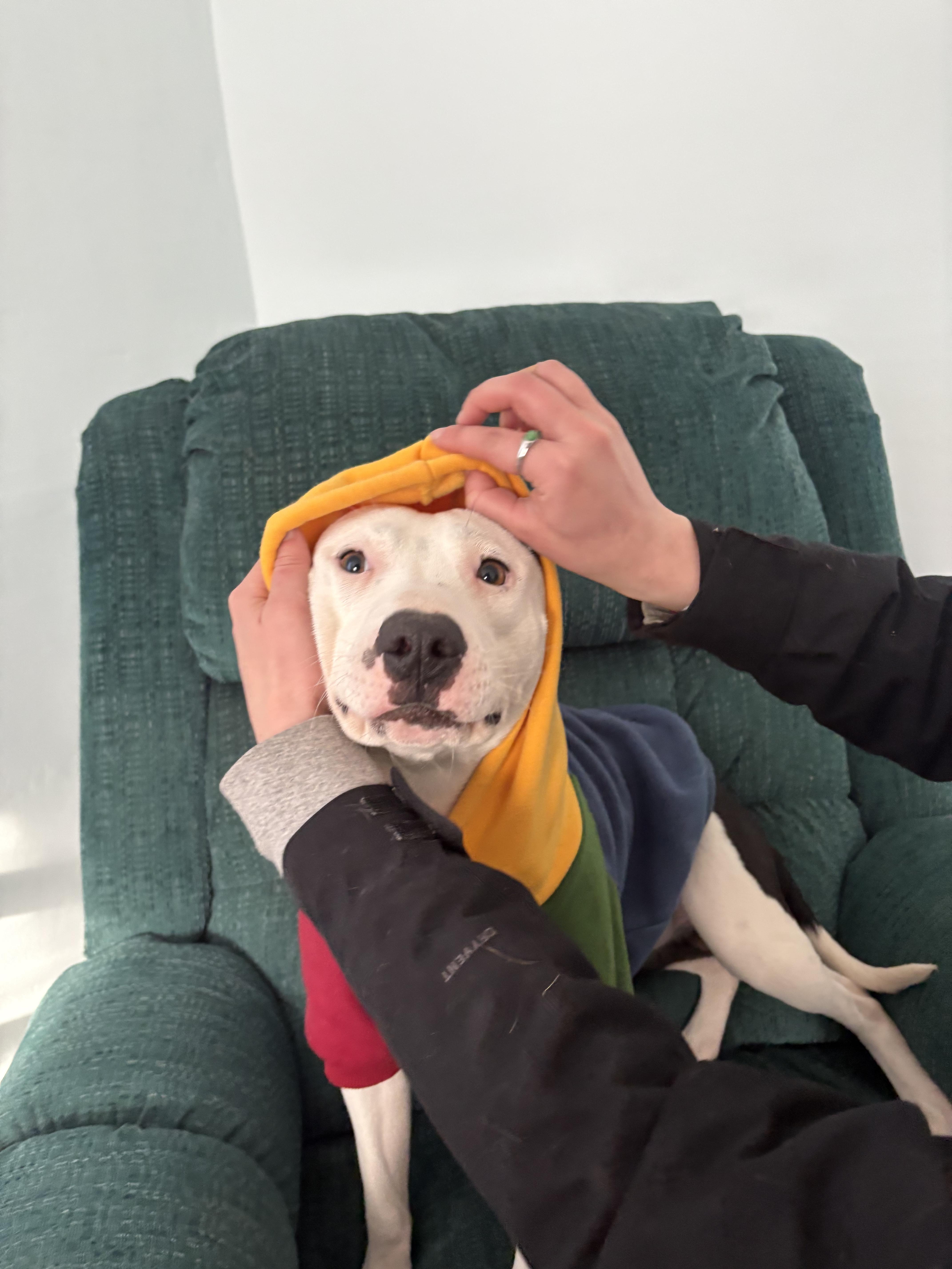 Domingo, an adopted mixed breed in New Boston, NH image 1/6