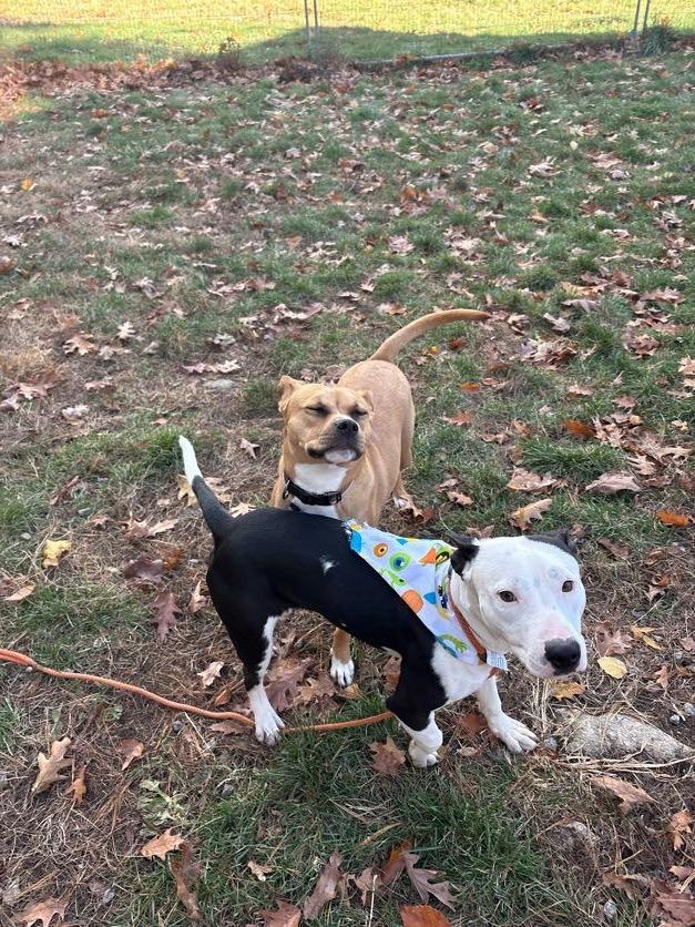 Domingo, an adopted mixed breed in New Boston, NH image 2/6