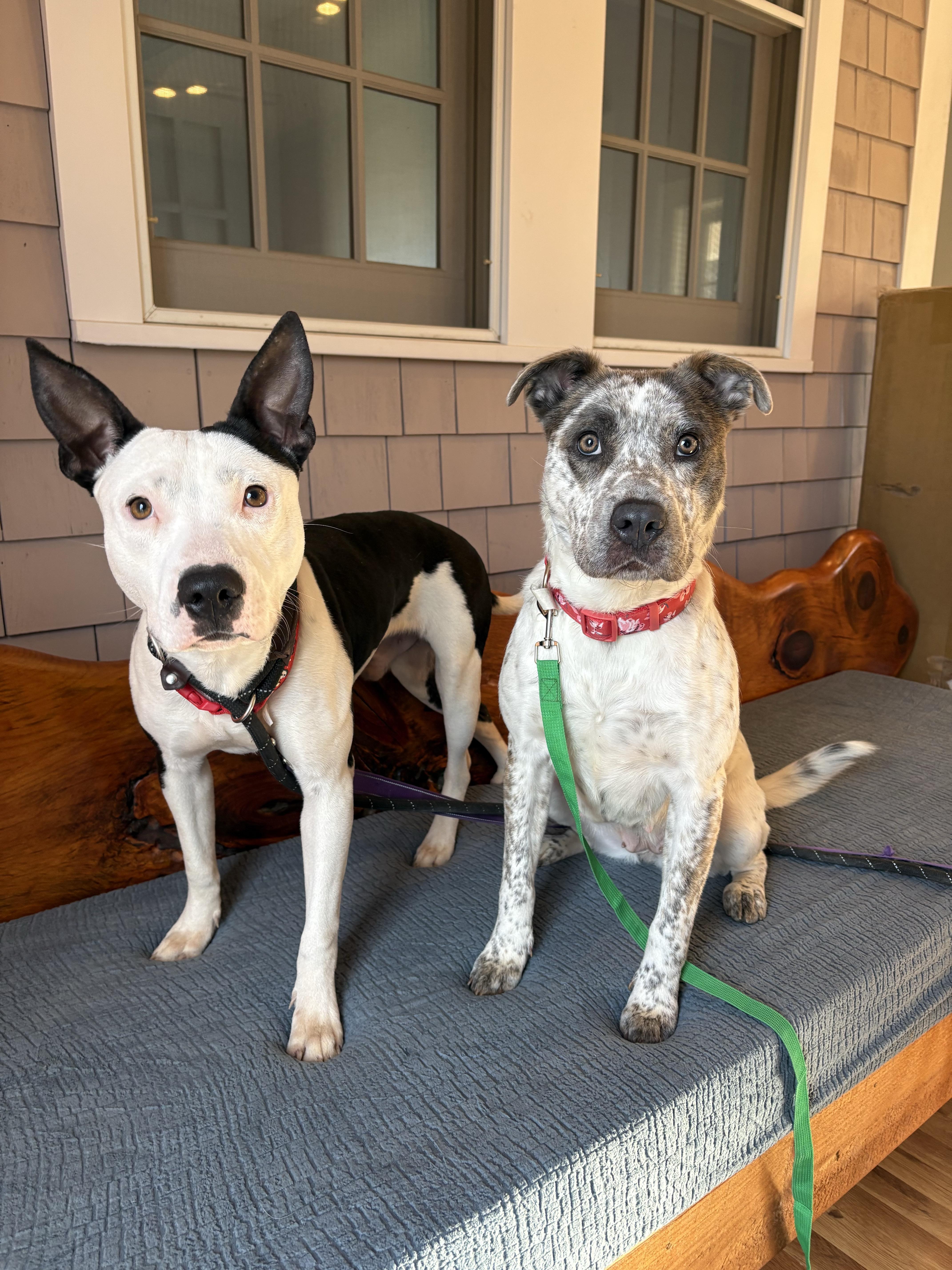 Domingo, an adopted mixed breed in New Boston, NH image 3/6