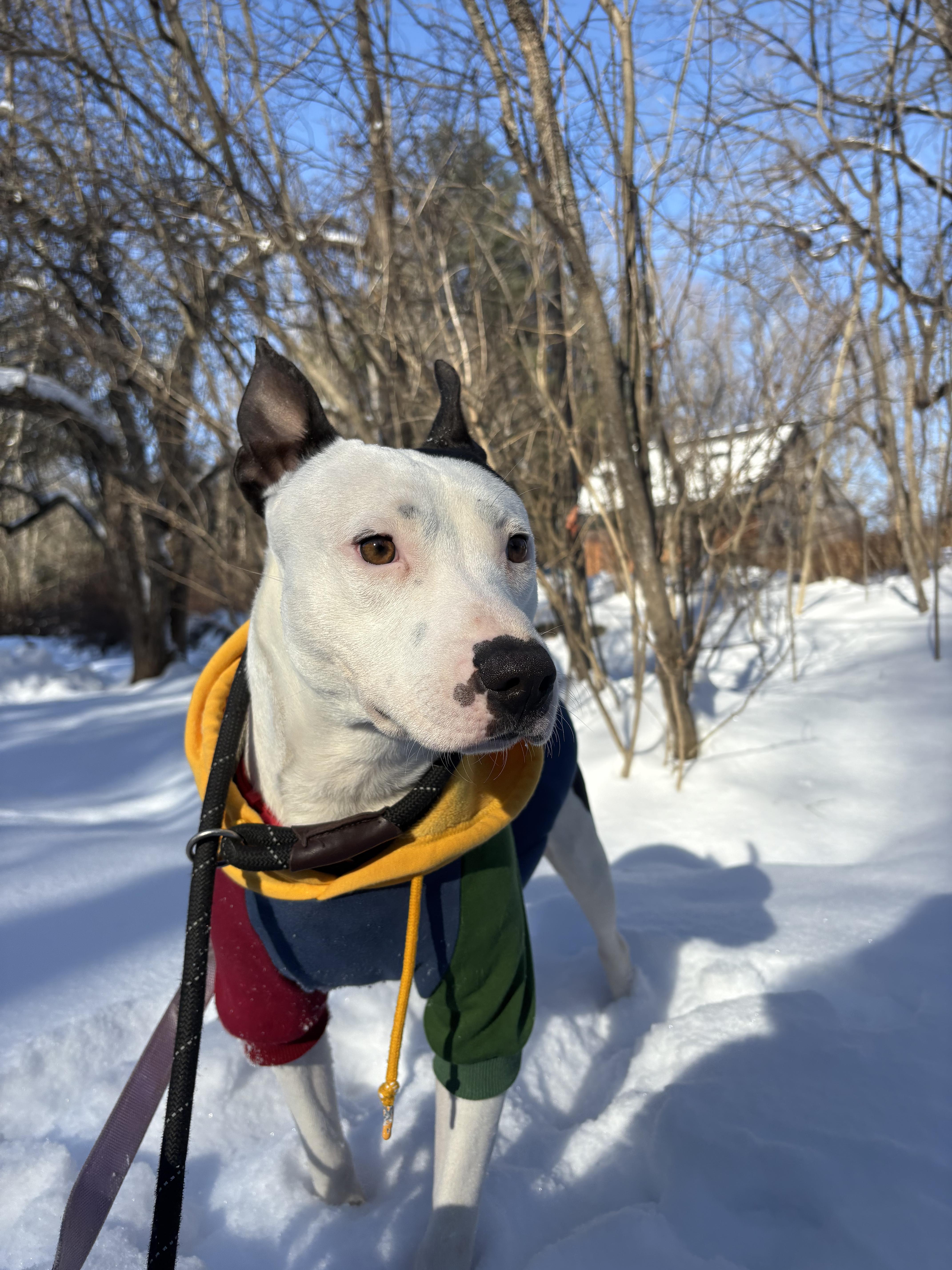 Domingo, an adopted mixed breed in New Boston, NH image 4/6