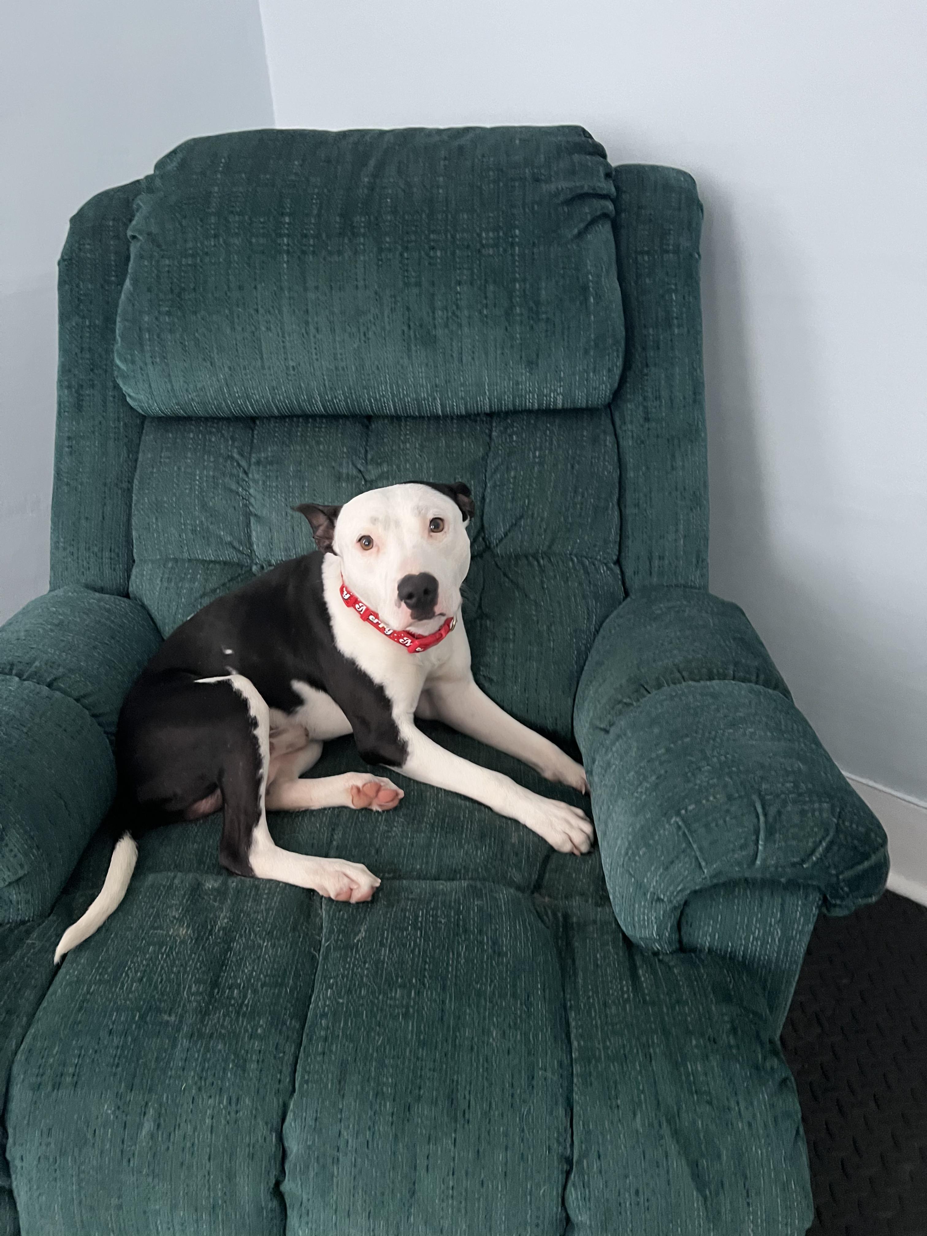 Domingo, an adopted mixed breed in New Boston, NH image 5/6