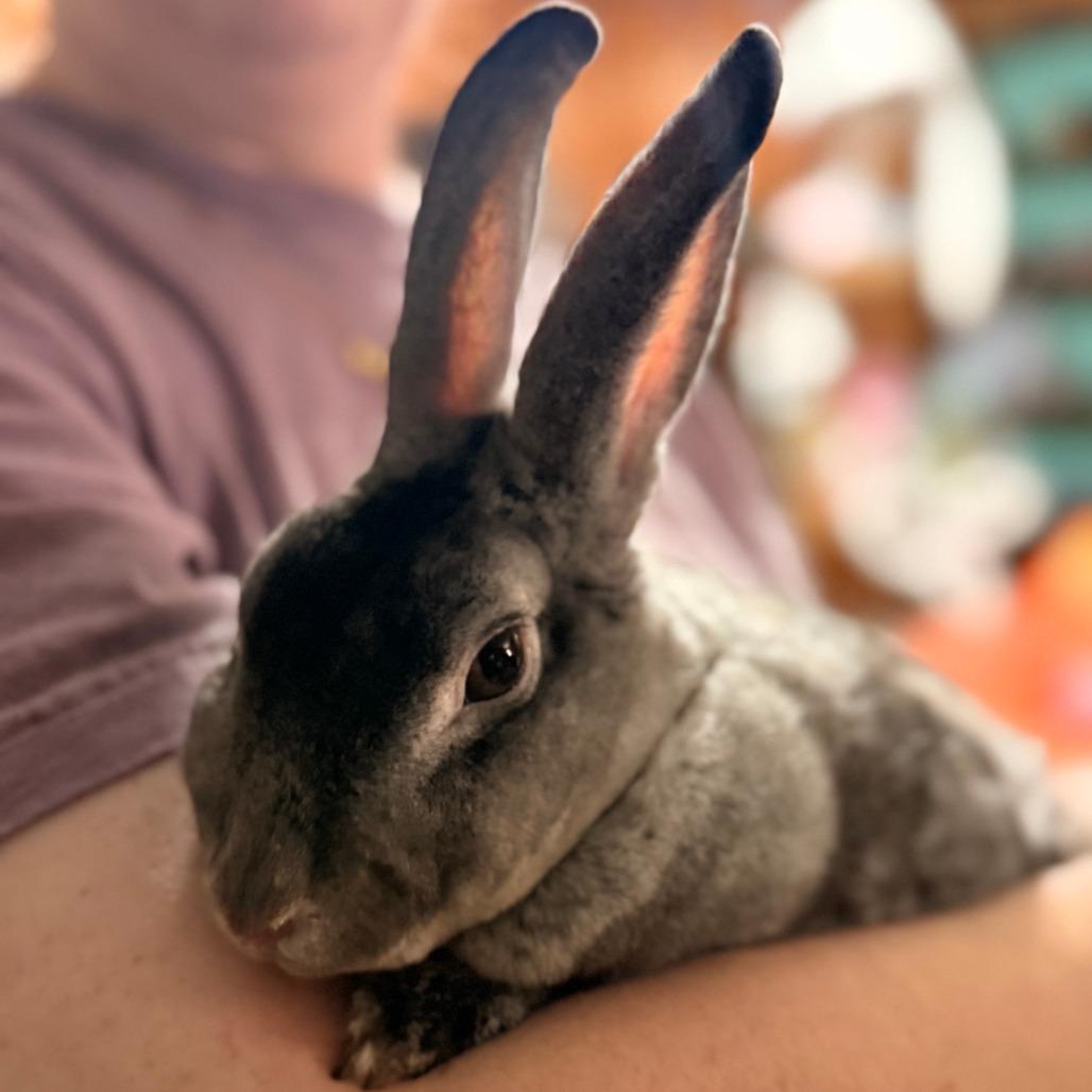 Enlarge Beatrix, a Adoptable Rex in Colfax, NC image 1/1