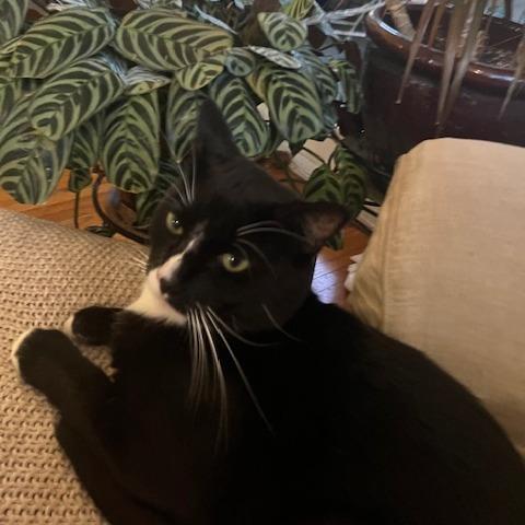 Enlarge Tony Stark, a Adoptable Domestic Short Hair in Los Angeles, CA image 1/6