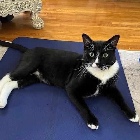 Enlarge Tony Stark, a Adoptable Domestic Short Hair in Los Angeles, CA image 2/6