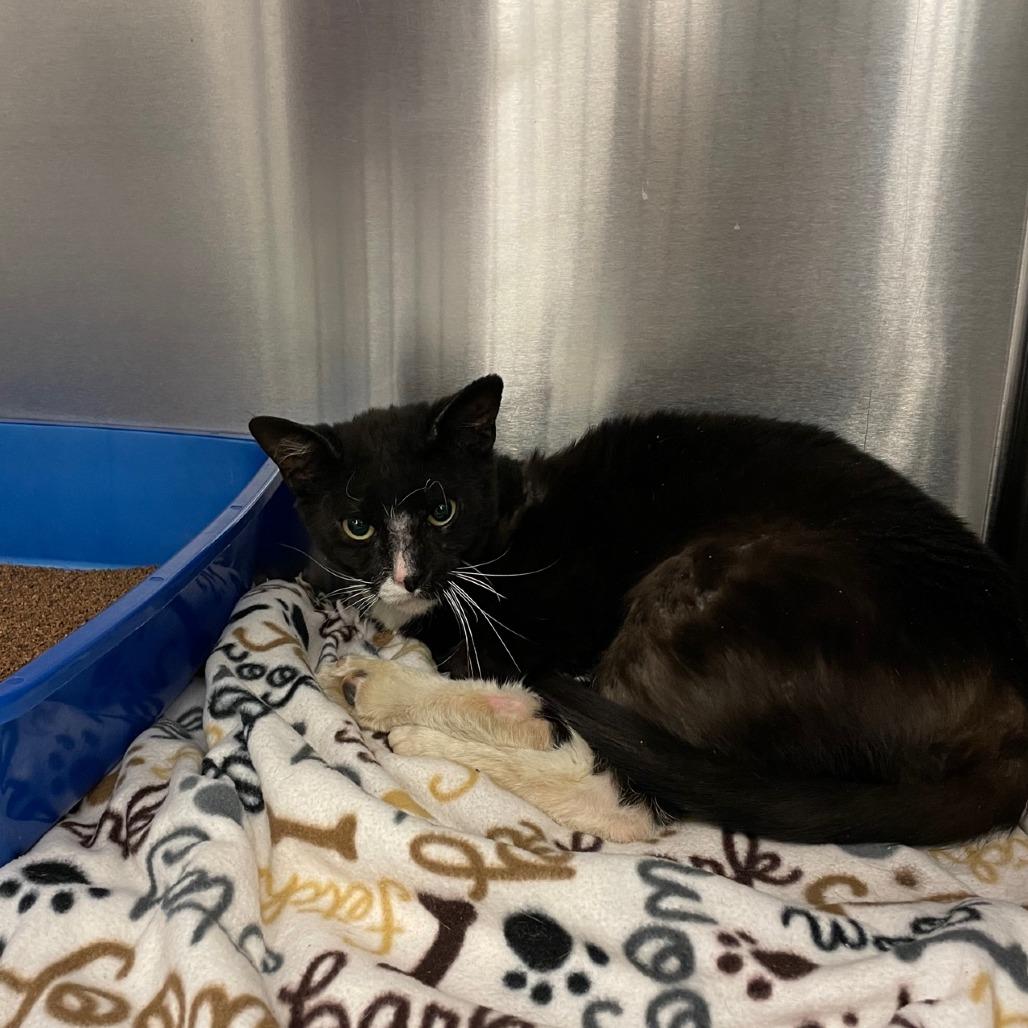 Enlarge Tony Stark, a Adoptable Domestic Short Hair in Los Angeles, CA image 3/6