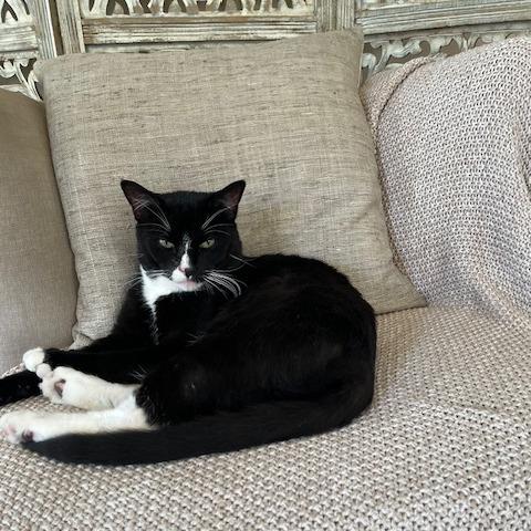 Enlarge Tony Stark, a Adoptable Domestic Short Hair in Los Angeles, CA image 5/6