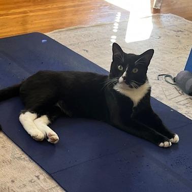 Enlarge Tony Stark, a Adoptable Domestic Short Hair in Los Angeles, CA image 6/6