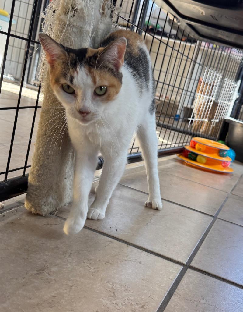 Eva, Adoptable, Young Female Domestic Short Hair.