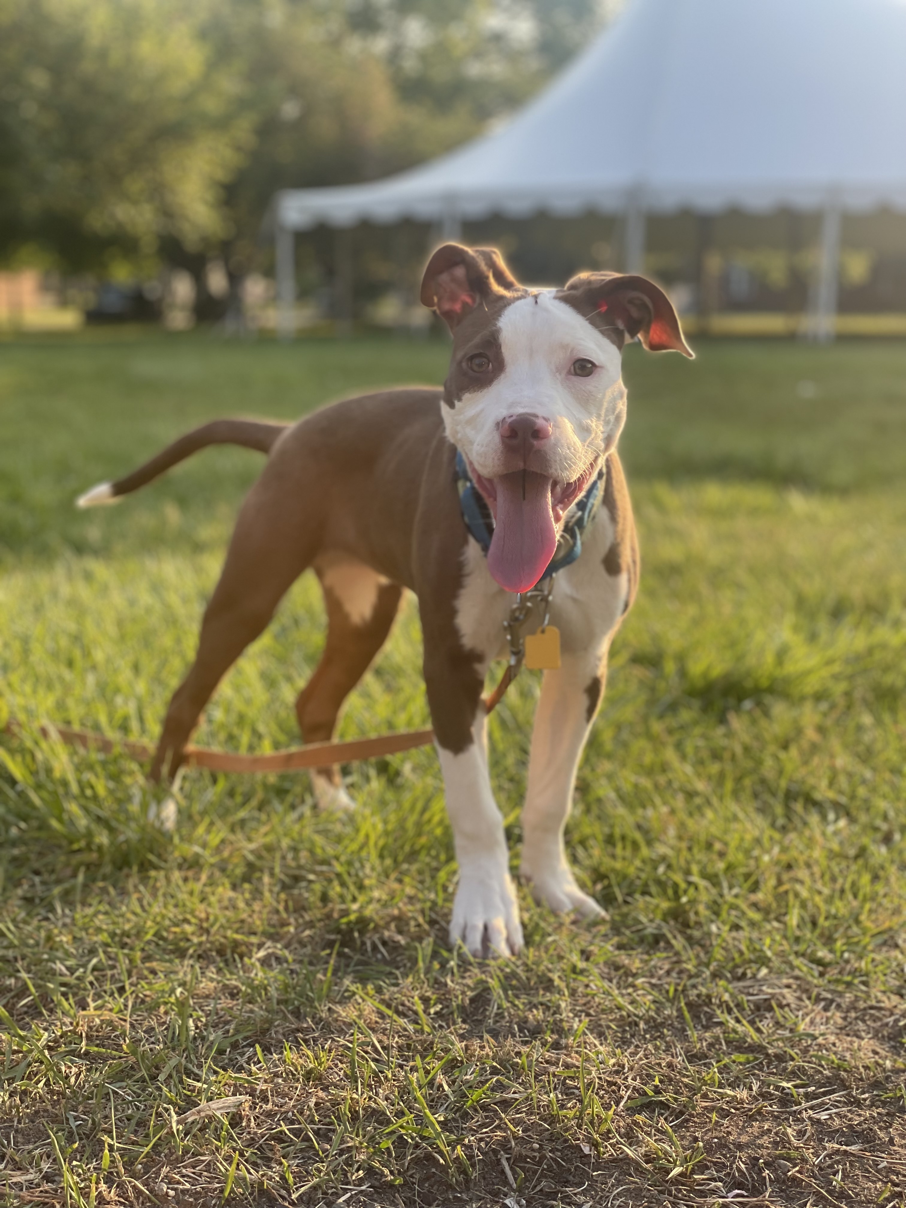 Demi, Adopted, Puppy Female Pit Bull Terrier.