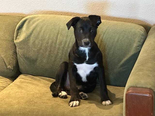 Daisy Mae, a Adoptable mixed breed in Burbank, CA image 2/5