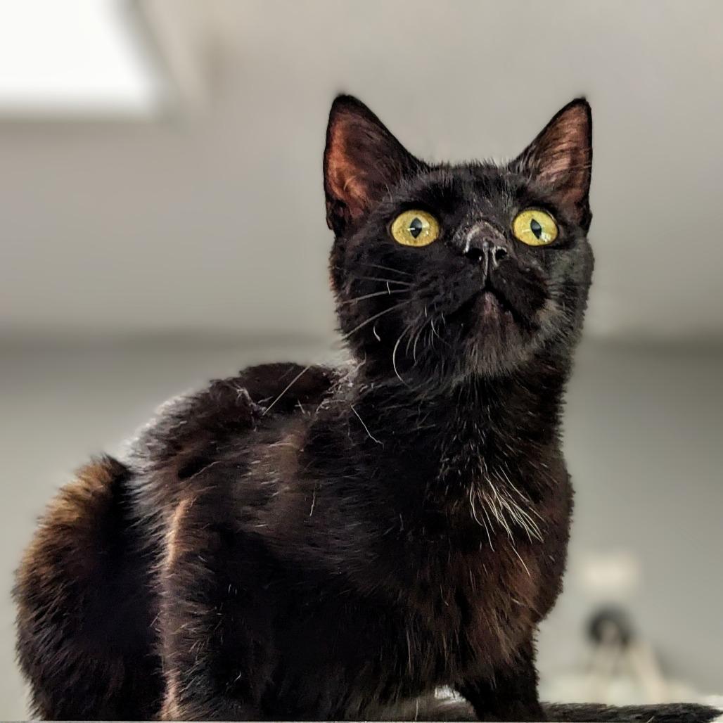 Enlarge Meadow, a Adoptable Domestic Short Hair in Garfield, AR image 1/1