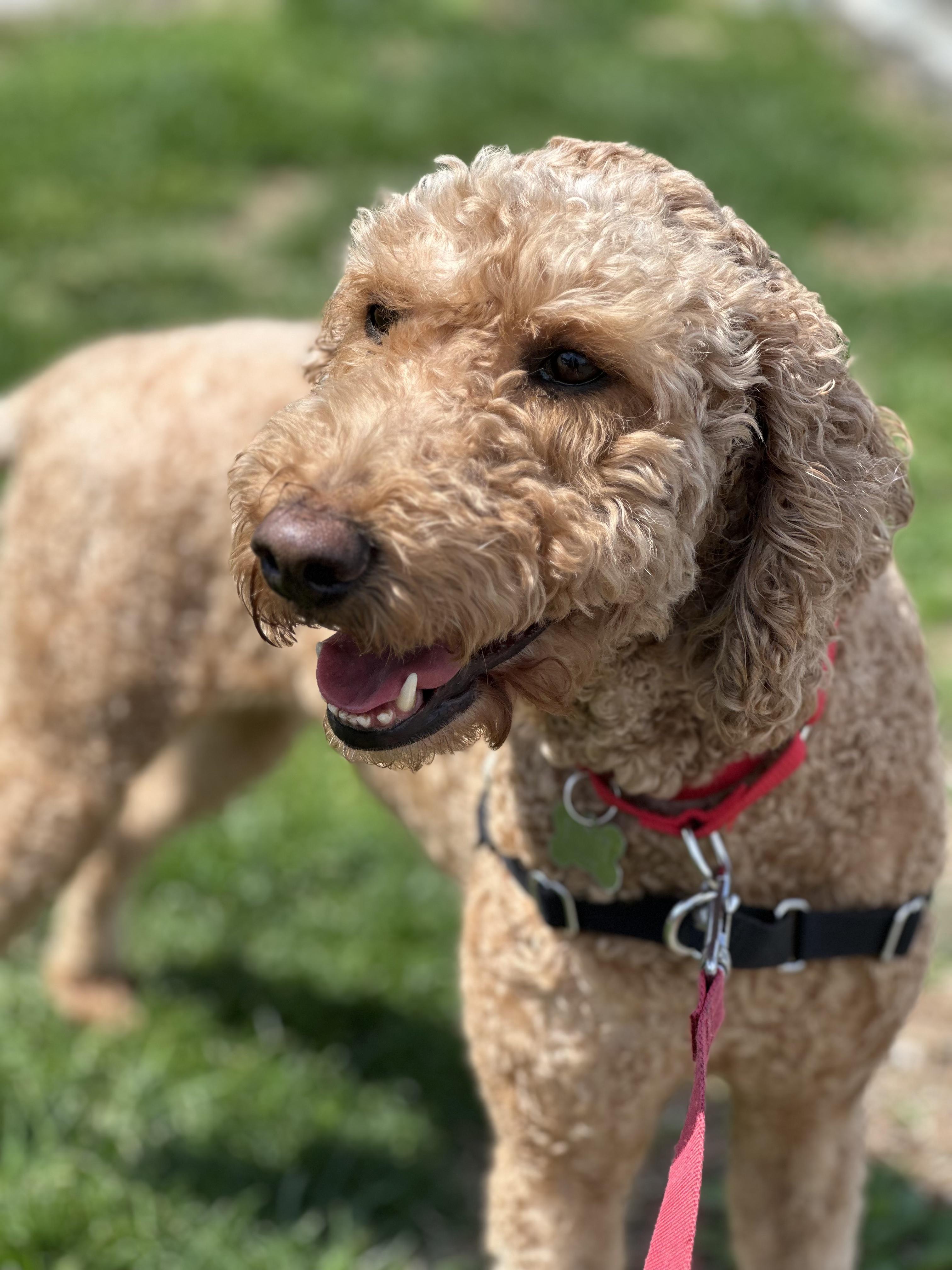 Bailey, adopted, Young Female Goldendoodle.