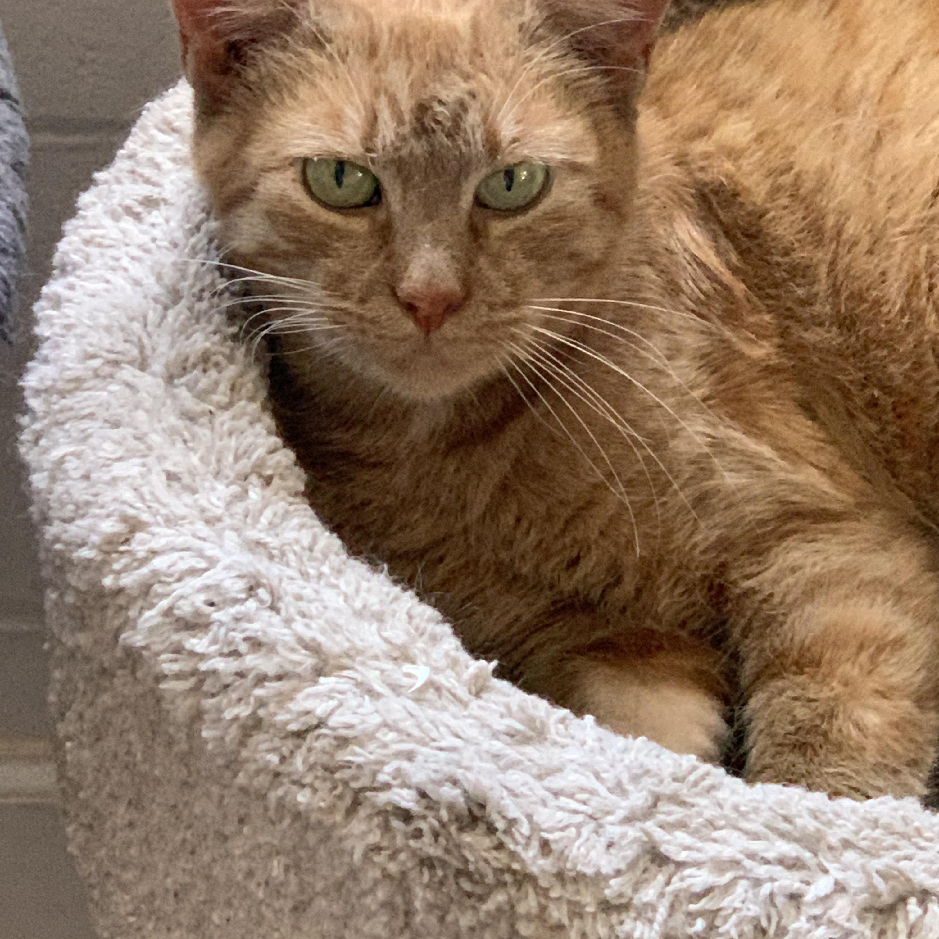 Clover, a ADOPTABLE Domestic Short Hair in Saint Charles, MO image 2/2