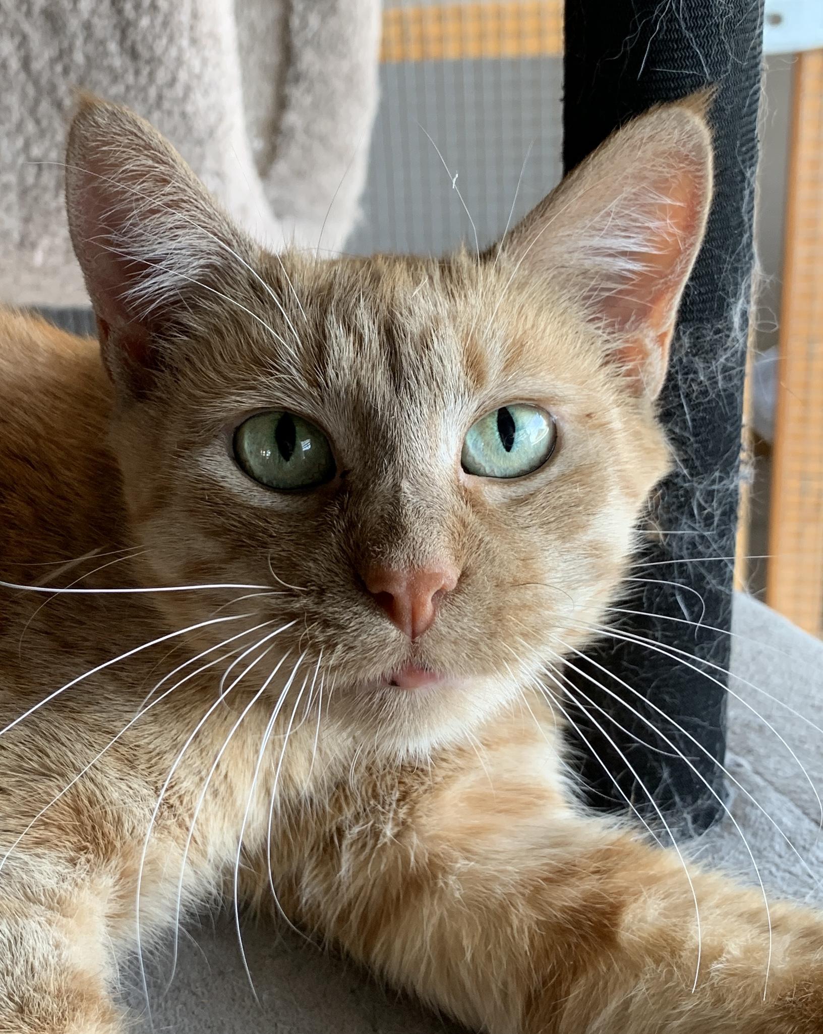 Clover, ADOPTABLE, Adult Female Domestic Short Hair.
