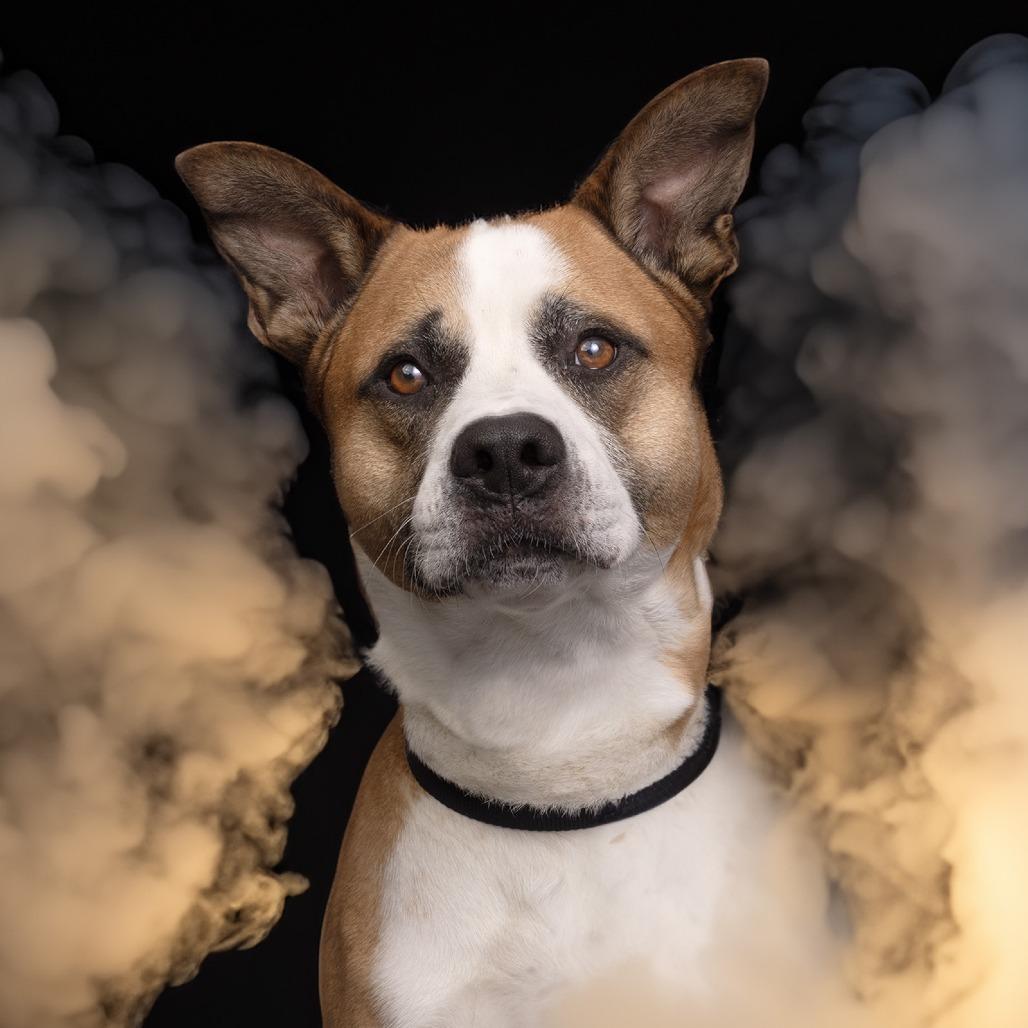 Jax, Adoptable, Adult Male Akita & Mixed Breed.