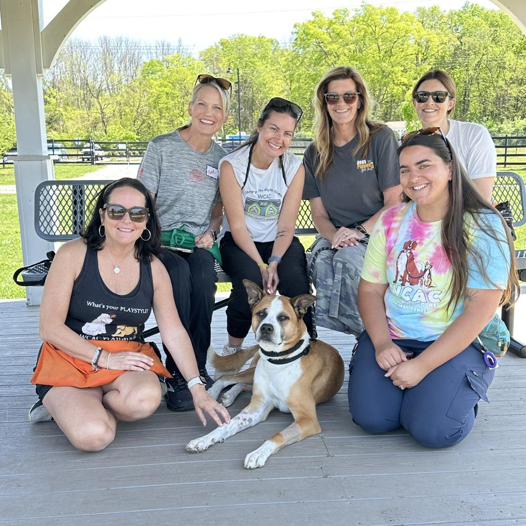 Enlarge Jax, a Adoptable mixed breed in Franklin, TN image 3/4
