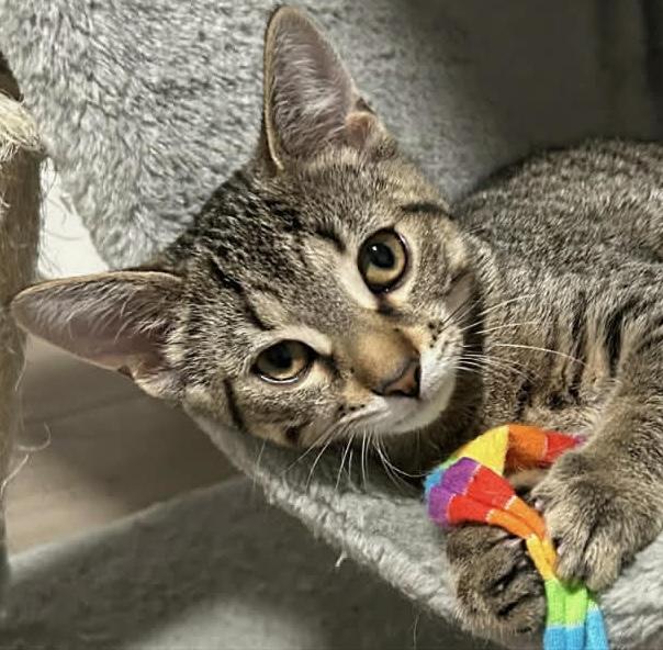 Phoebe, Adoptable, Young Female Domestic Short Hair.