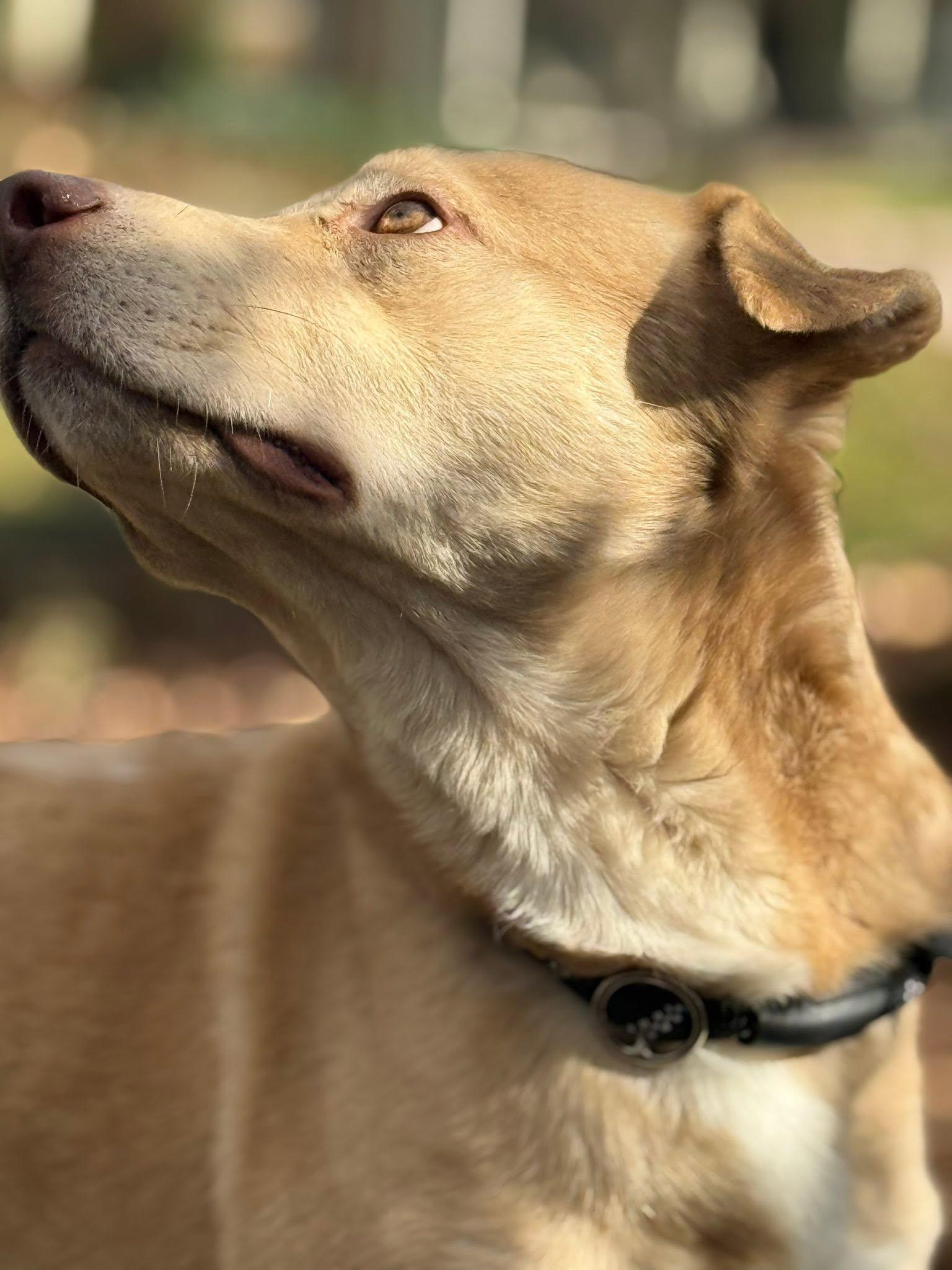 Enlarge BABY, an adoptable mixed breed in East Flat Rock, NC image 3/6