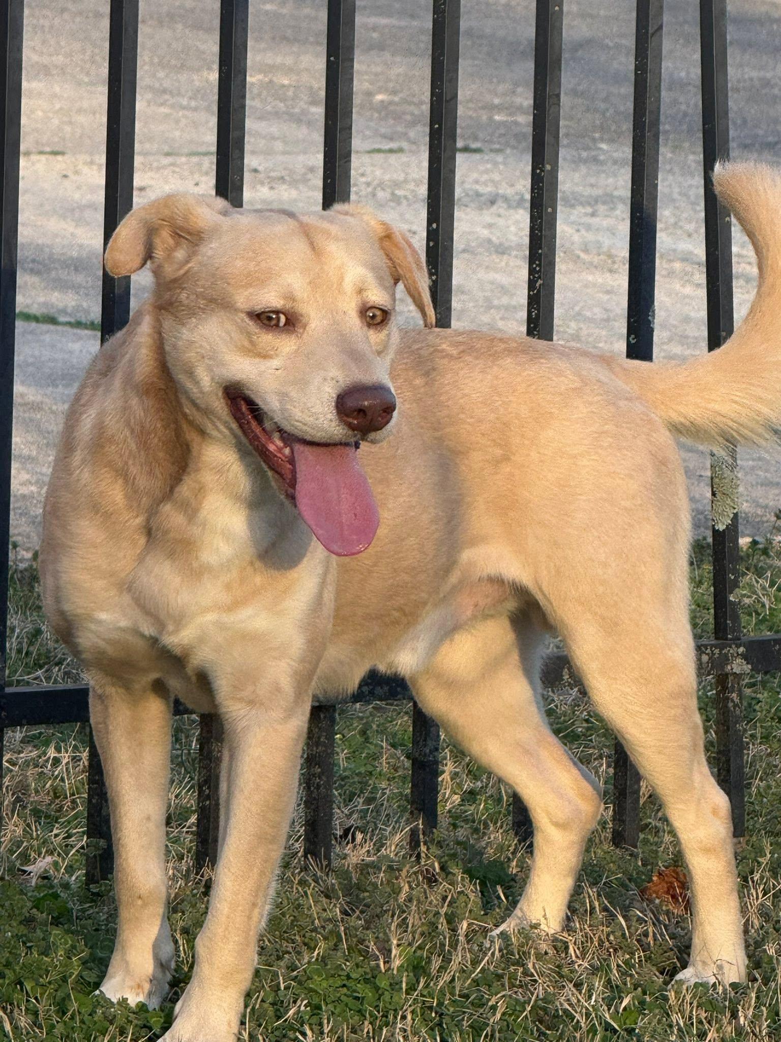 Enlarge BABY, an adoptable mixed breed in East Flat Rock, NC image 2/6