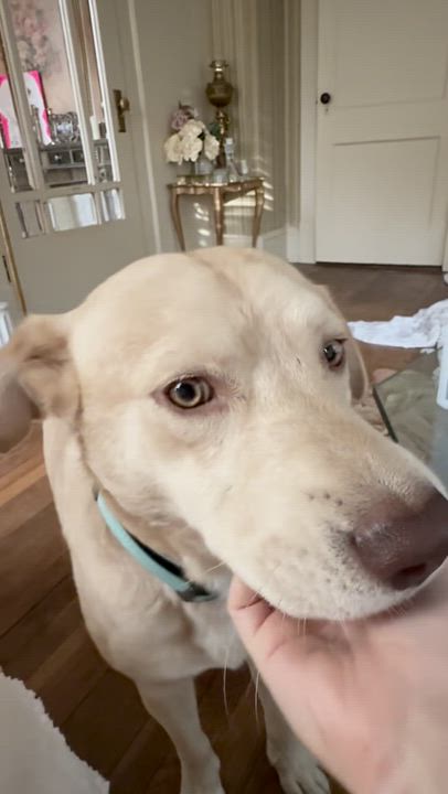 Enlarge BABY, an adoptable mixed breed in East Flat Rock, NC video 5/6
