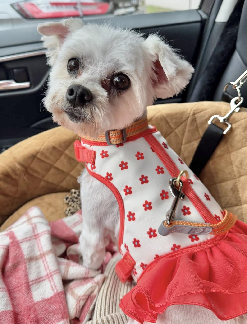 Buffy, ADOPTABLE, Adult Female Maltese.