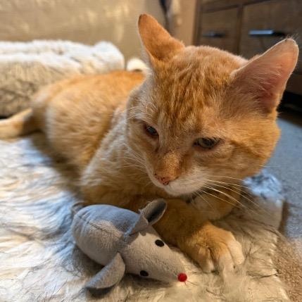 Enlarge Misho, a ADOPTABLE American Shorthair in Union City, NJ image 5/6