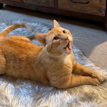 Enlarge Misho, a ADOPTABLE American Shorthair in Union City, NJ image 4/6