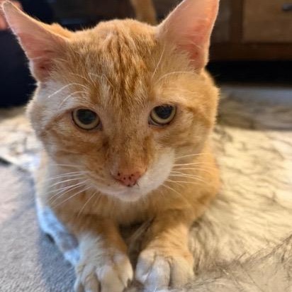 Enlarge Misho, a ADOPTABLE American Shorthair in Union City, NJ image 1/6