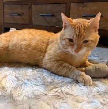 Enlarge Misho, a ADOPTABLE American Shorthair in Union City, NJ image 2/6