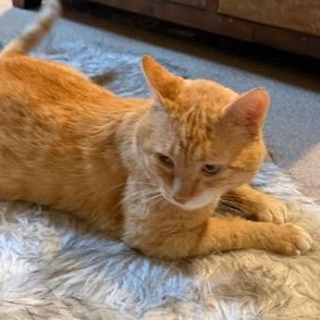 Enlarge Misho, a ADOPTABLE American Shorthair in Union City, NJ image 3/6