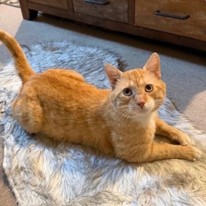 Misho, ADOPTABLE, Adult Male American Shorthair.