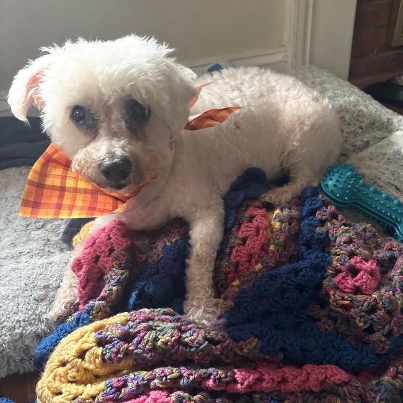 Enlarge Emilie, a Adopted Bichon Frise in Philadelphia, PA image 2/5