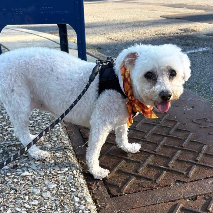 Enlarge Emilie, a Adopted Bichon Frise in Philadelphia, PA image 5/5