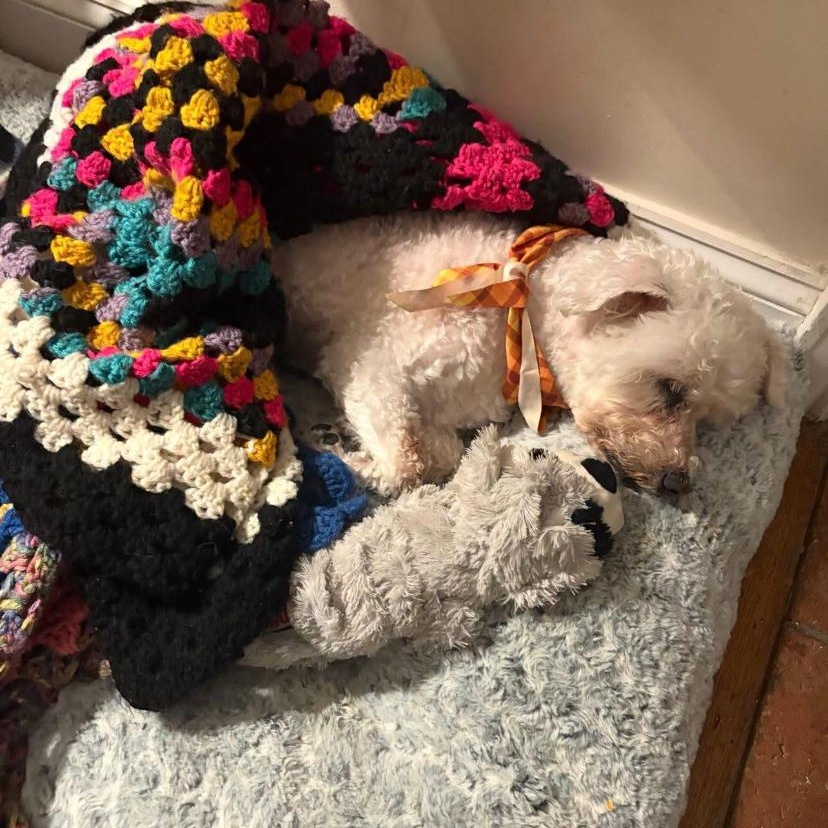 Enlarge Emilie, a Adopted Bichon Frise in Philadelphia, PA image 3/5