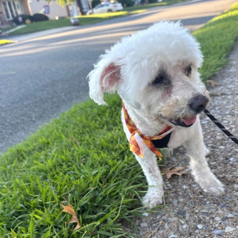 Enlarge Emilie, a Adopted Bichon Frise in Philadelphia, PA image 4/5