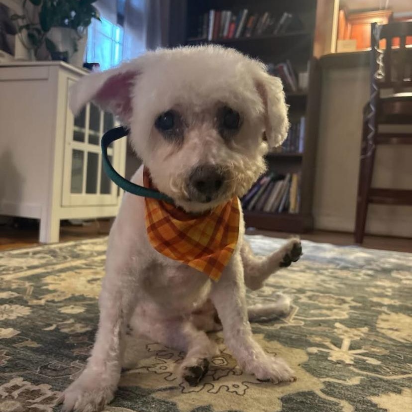 Emilie, Adoptable, Senior Female Bichon Frise.