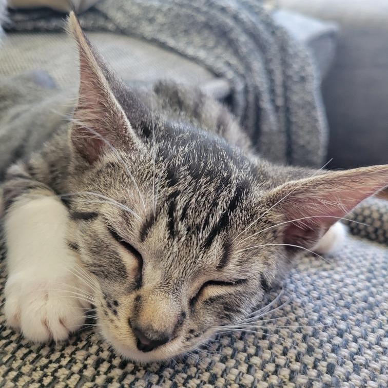 Enlarge Tyler, a Adoptable Domestic Short Hair in Los Angeles, CA image 2/6