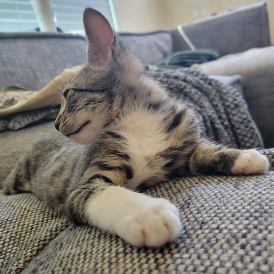 Tyler, Adoptable, Kitten Male Domestic Short Hair.