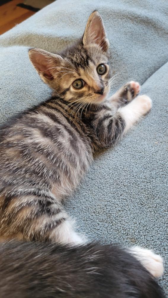 Enlarge Tyler, a Adoptable Domestic Short Hair in Los Angeles, CA image 3/6